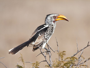 Yellow billed hornbill sitting on tree in sunshine