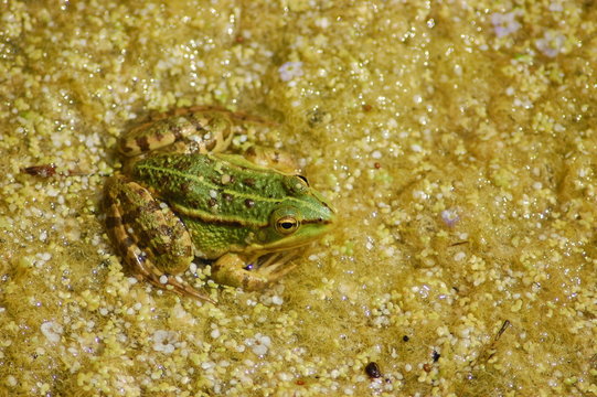 La grenouille