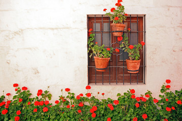 Fototapeta na wymiar Decorative vintage window with colorful plants in pots.