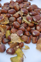 Chestnut (Castanea) and the edible nuts they produce