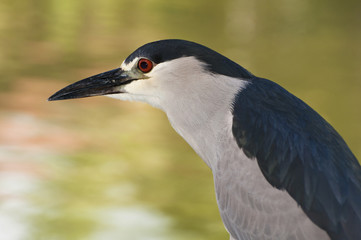 Naklejka premium Black Crowned Night Heron.