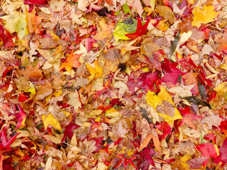 Buntes Herbstlaub