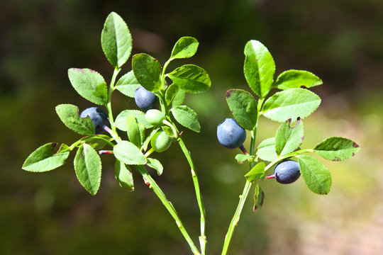 Bilberry - Vaccinium myrtillus