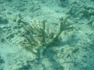 corail mort au fond de l'eau