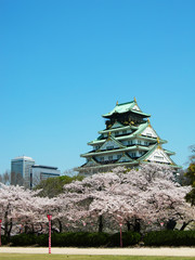 Osaka Castle with Sakura