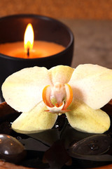 la flamma et l orchidée
