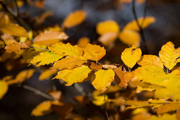 autumn