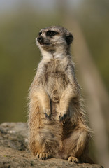 Meerkat sitting on the stone