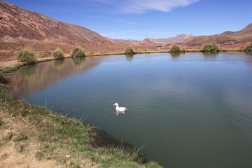 Pato nadando en el Ojo del Inca