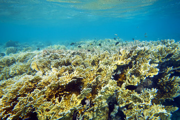 Fototapeta na wymiar Coral Coast