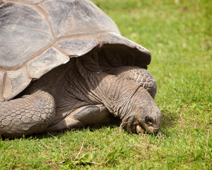 Fototapeta premium Turtle