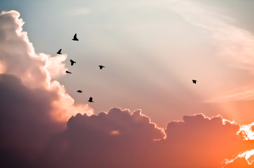 Obraz premium Ptaki nad chmurami