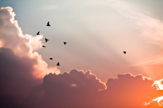 Birds above the clouds