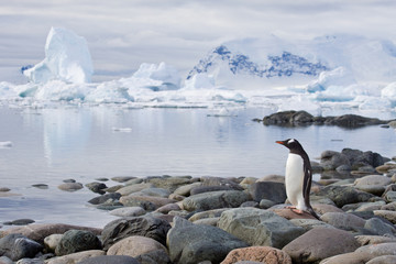 Obraz premium Eselspinguin auf Cuverville Island
