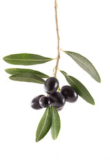 Ramo di olive