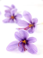 Zelfklevend Fotobehang Krokussen Close up of beautiful blue Saffron Crocus flowers