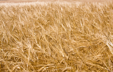 golden ripe wheat right before harvest