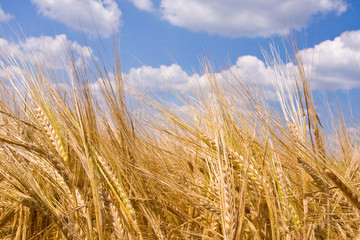 golden wheat field and blue sky landscape