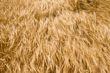 golden ripe wheat right before harvest