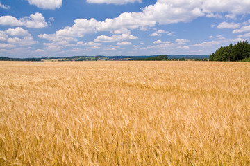 golden wheat field and blue sky landscape