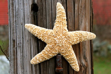 Fototapeta na wymiar Starfish on Post II