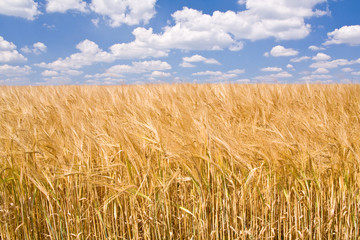golden wheat field and blue sky landscape