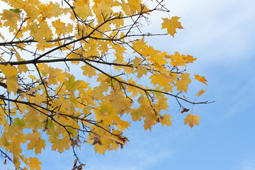 Yellow leave