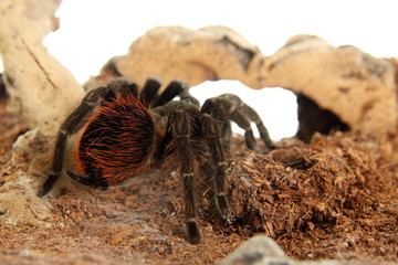 Vogelspinne Brachypelma Vagans im Terrarium