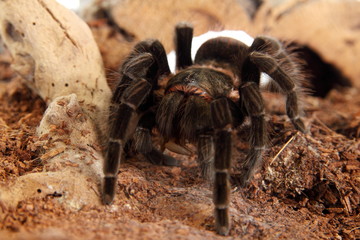Vogelspinne Brachypelma Vagans im Terrarium
