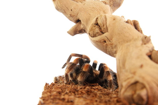 Vogelspinne Brachypelma Smithi im Terrarium