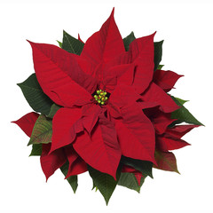 Poinsettia