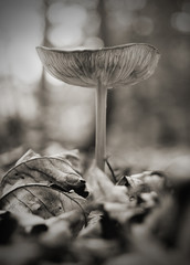 Mushroom 3