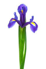 purple iris