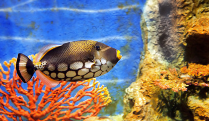 tropical sea fish in aquarium