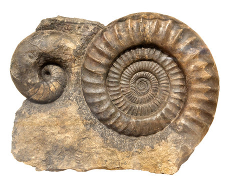 Ancient cockleshell on a white background