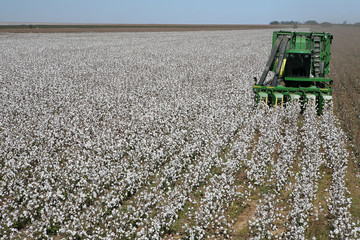 cotton fields