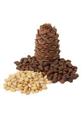 Cone of Siberian cedar pine