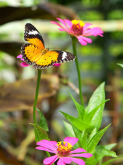 Fototapeta na wymiar motyl na kwiat