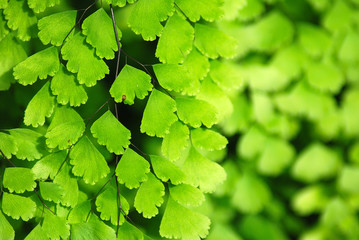ADIANTUM CAPILLUS VENERIS, DOBLE FONDO