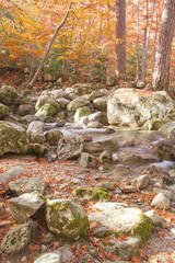 cours d'au en foret d'automne
