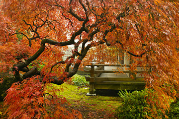 Japanese Red Lace Leaf Maple Tree in Fall