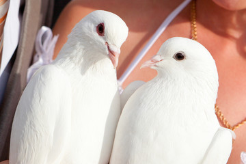 Wedding pigeons in hands of the groom and the bride