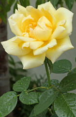tige de rose jaune