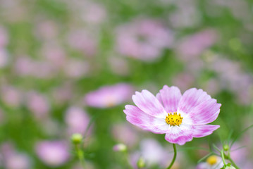 ピンクのコスモスの花