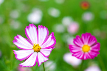 ピンクのコスモスの花