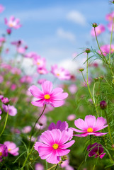 コスモスのお花畑と空