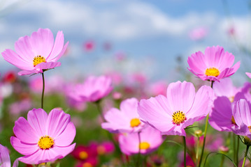 コスモスのお花畑と空