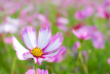 Obraz premium ピンクのコスモスの花