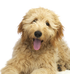 goldendudel portrait