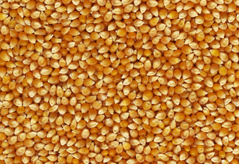 Corn Background